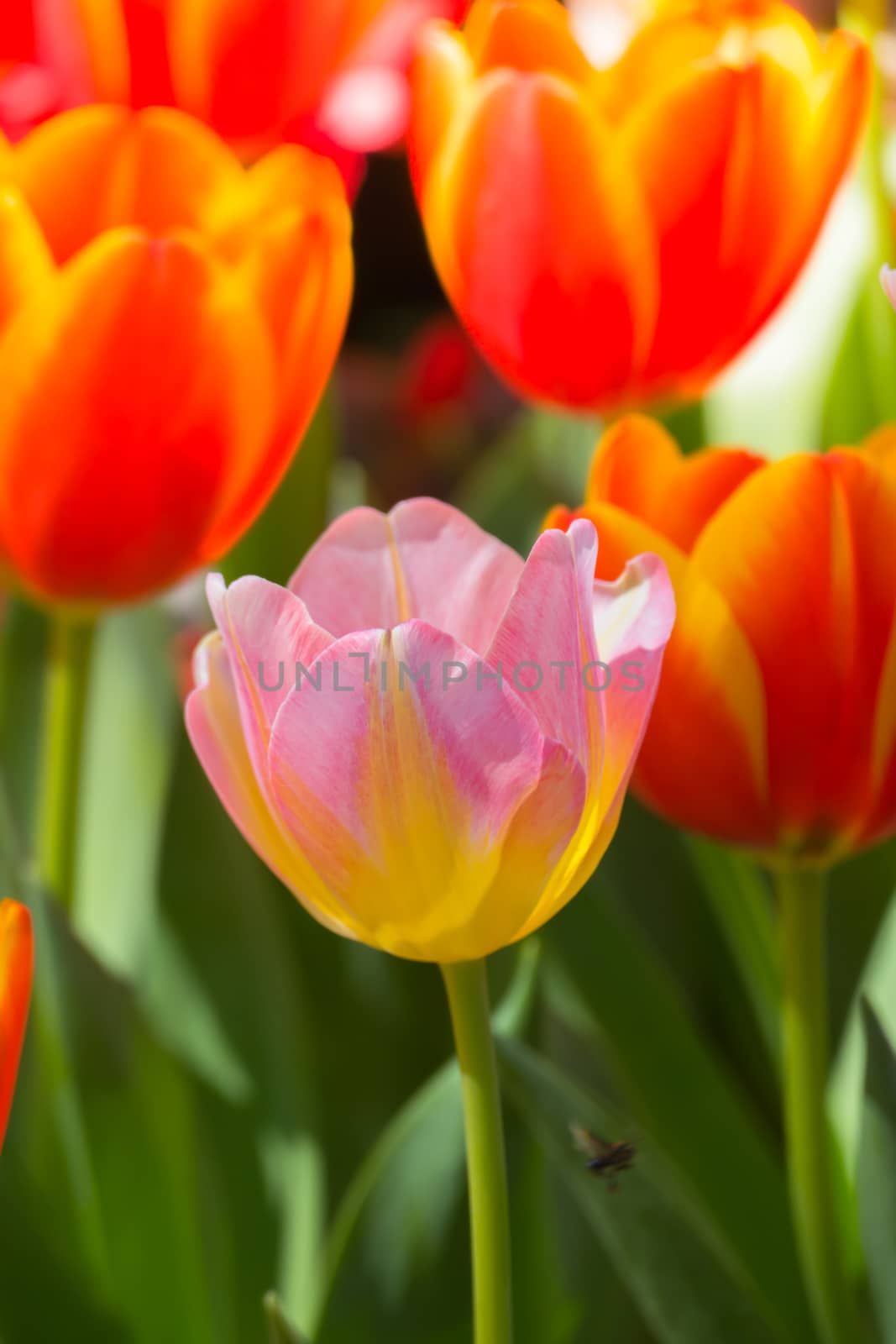 Tulip. Beautiful bouquet of tulips. colorful tulips. by teerawit