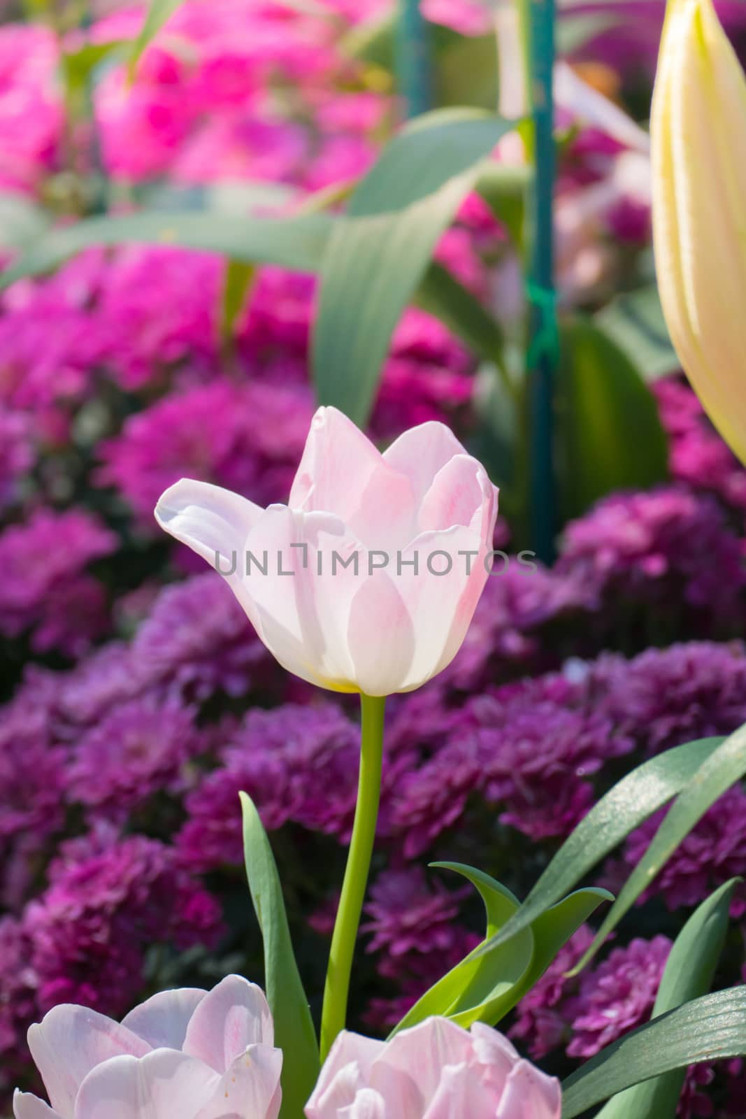 Tulip. Beautiful bouquet of tulips. colorful tulips. by teerawit