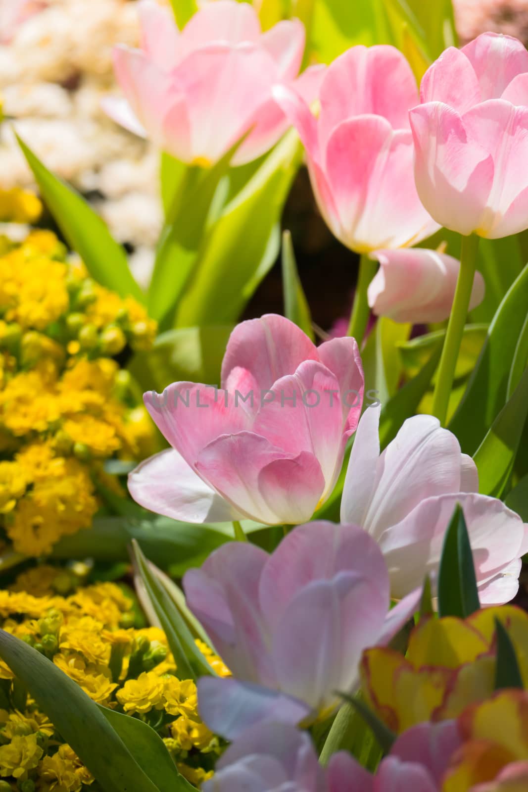 Tulip. Beautiful bouquet of tulips. colorful tulips. by teerawit