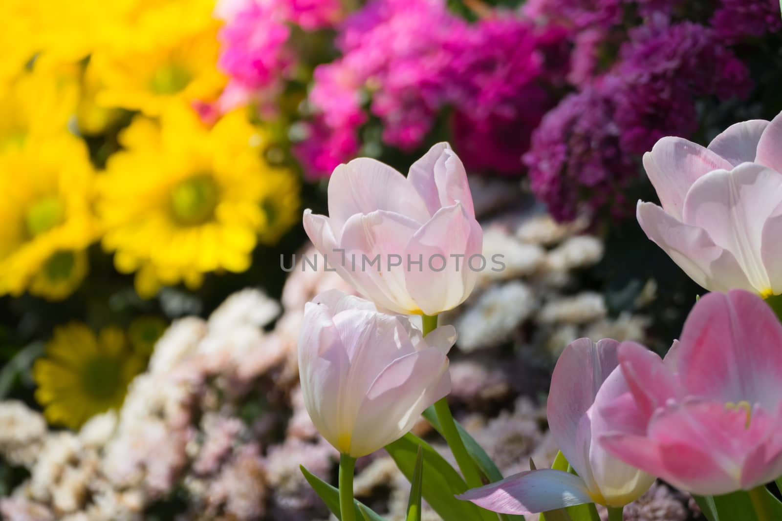 Tulip. Beautiful bouquet of tulips. colorful tulips. by teerawit