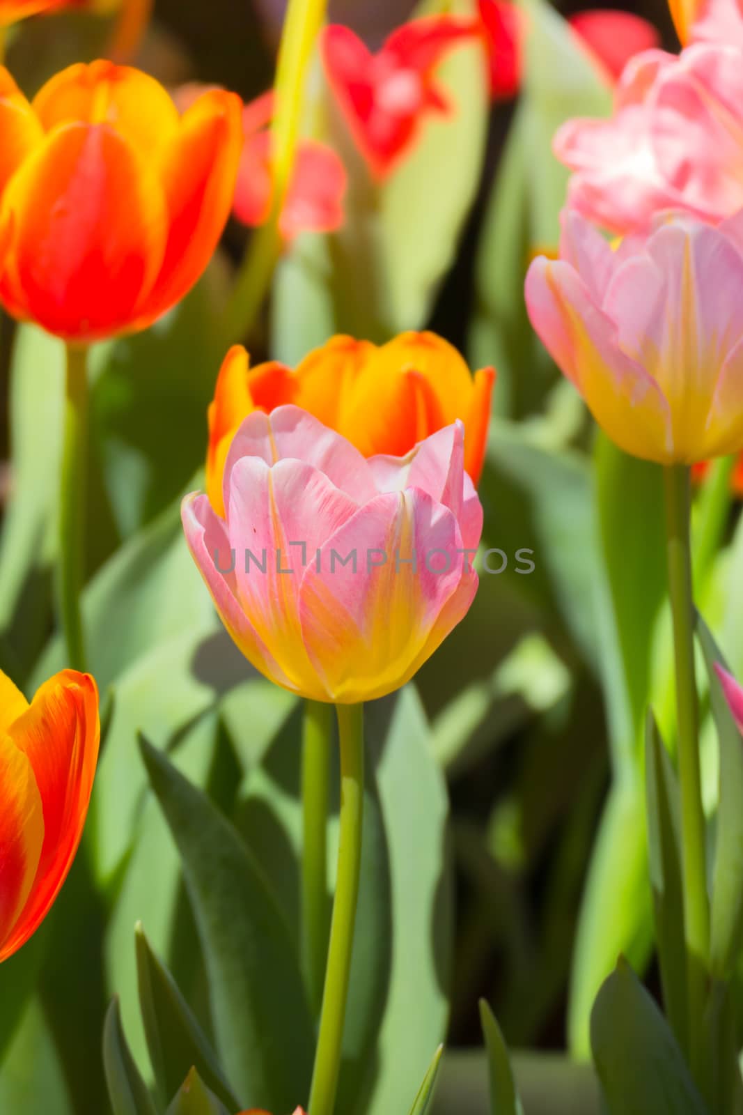 Tulip. Beautiful bouquet of tulips. colorful tulips. by teerawit