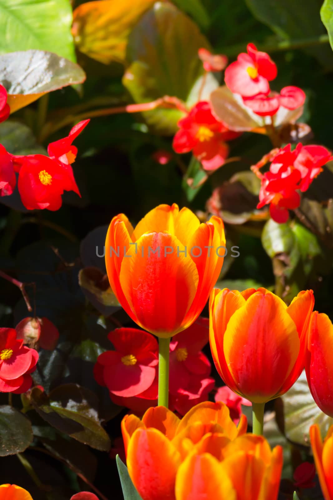 Tulip. Beautiful bouquet of tulips. colorful tulips. tulips in spring,colourful tulip