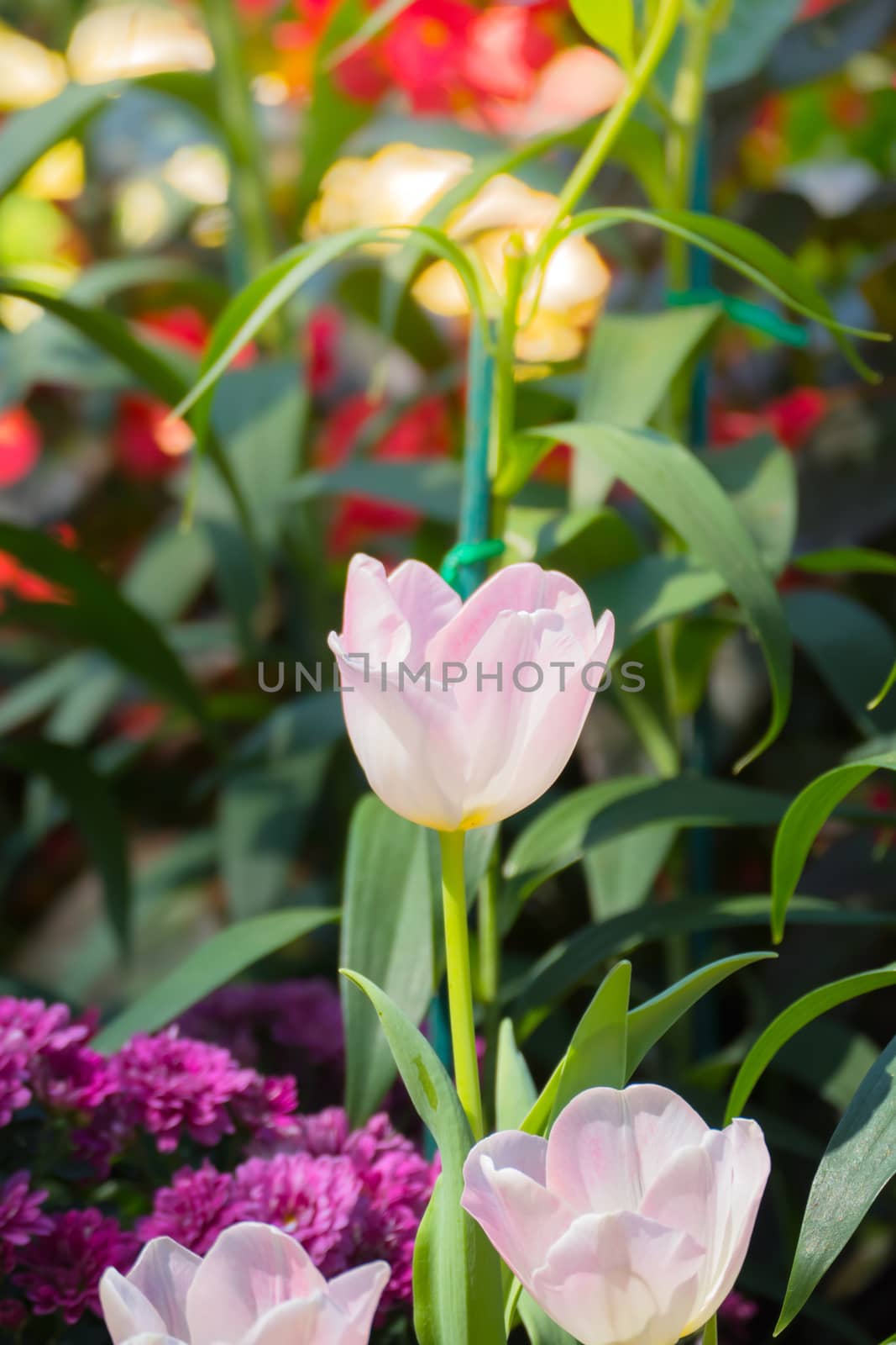 Tulip. Beautiful bouquet of tulips. colorful tulips. tulips in spring,colourful tulip