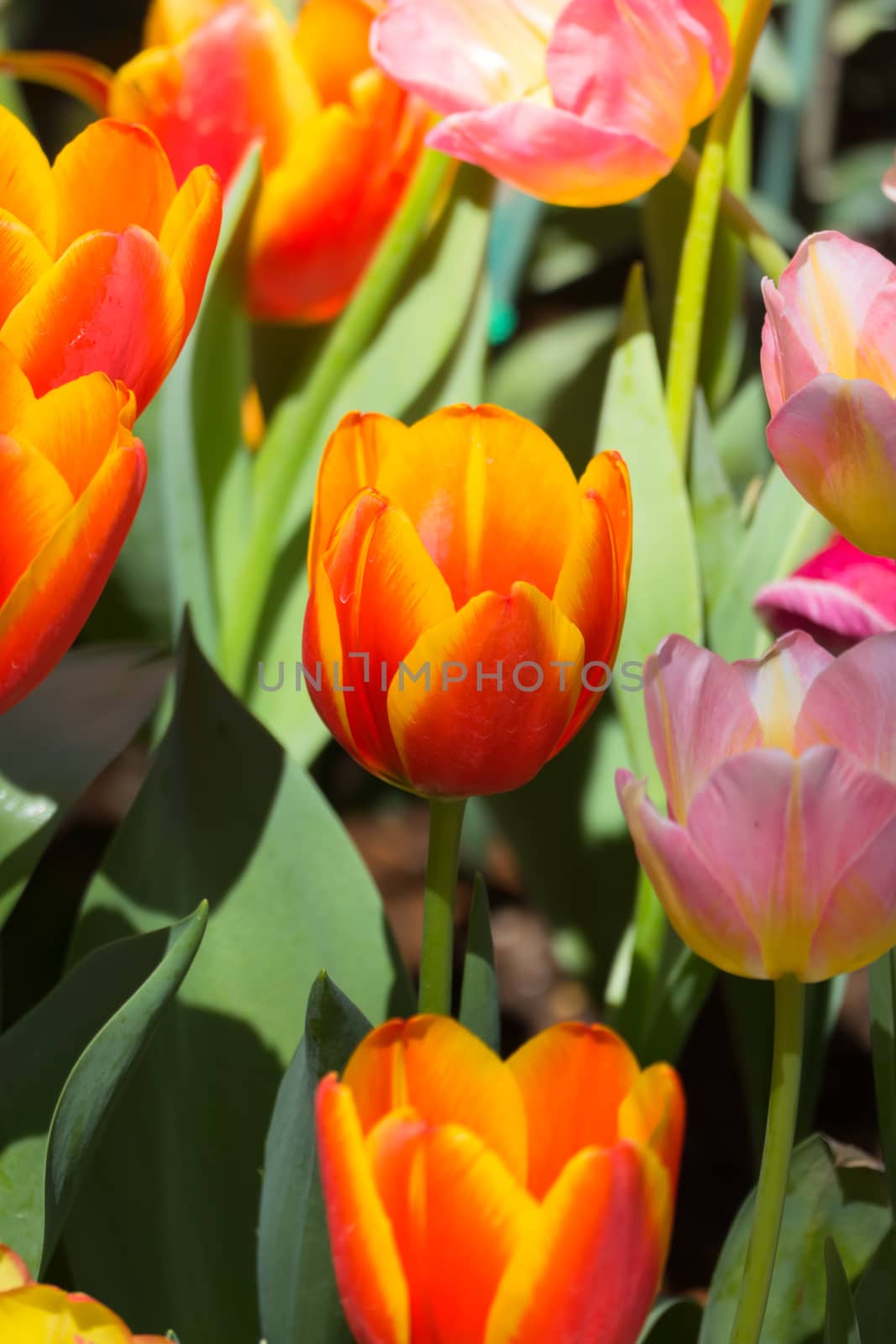 Tulip. Beautiful bouquet of tulips. colorful tulips. by teerawit