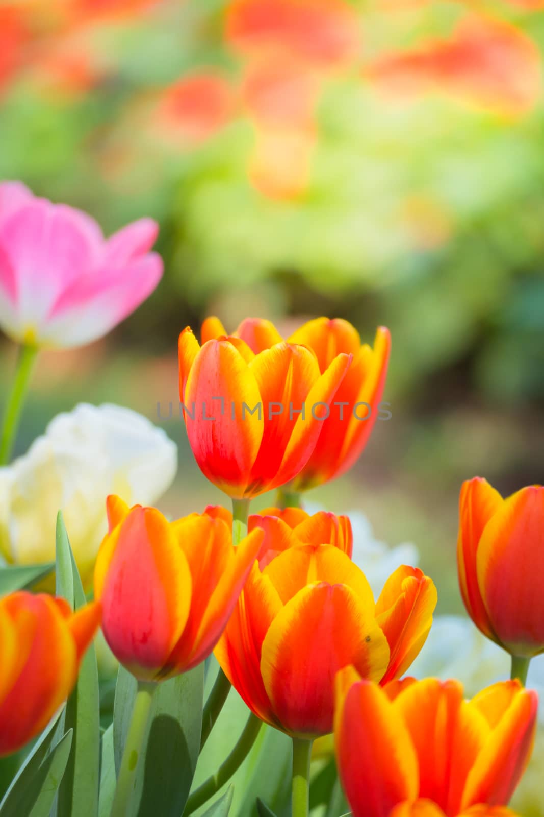 Tulip. Beautiful bouquet of tulips. colorful tulips. by teerawit