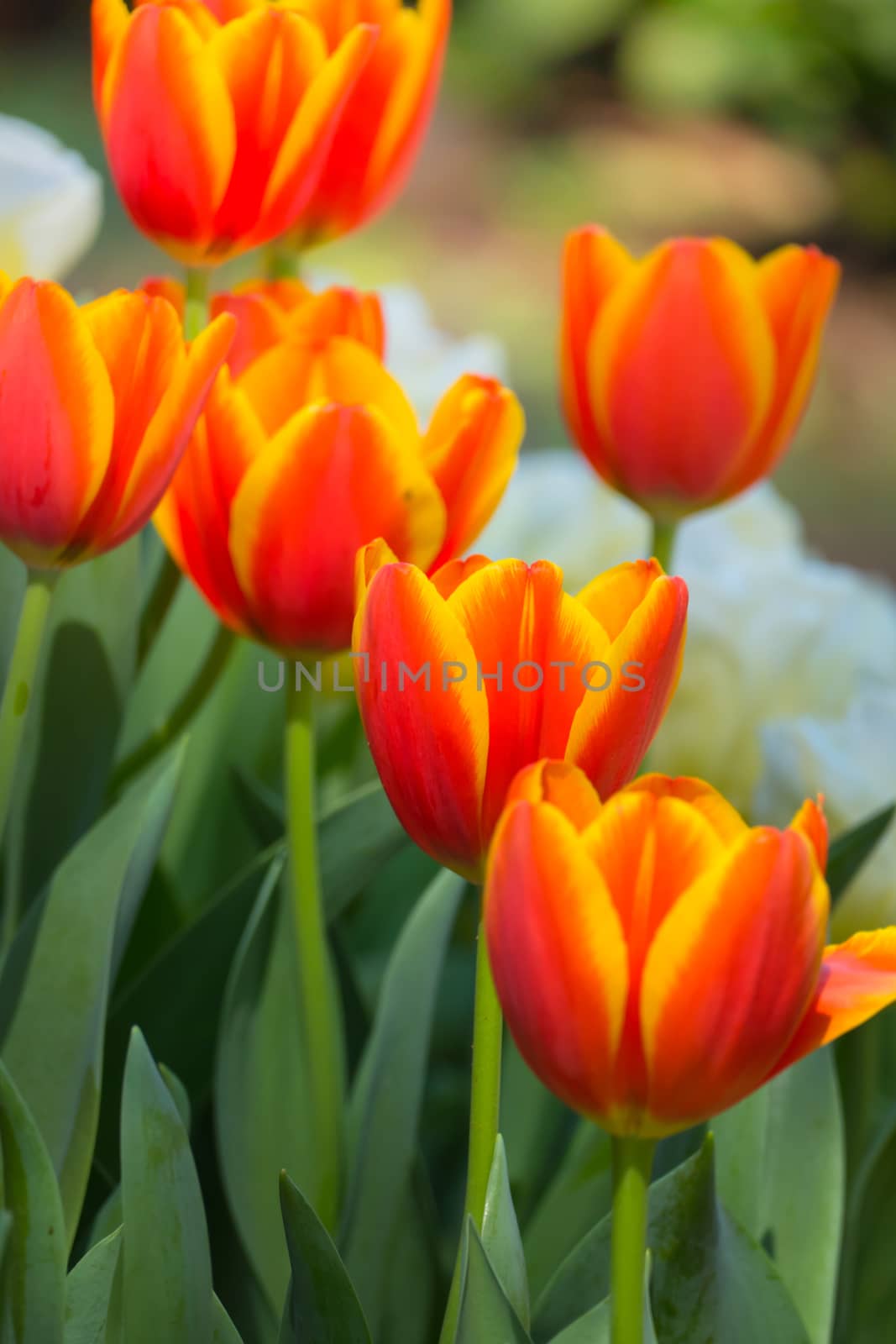 Tulip. Beautiful bouquet of tulips. colorful tulips. by teerawit