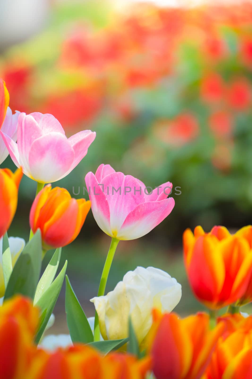 Tulip. Beautiful bouquet of tulips. colorful tulips. by teerawit