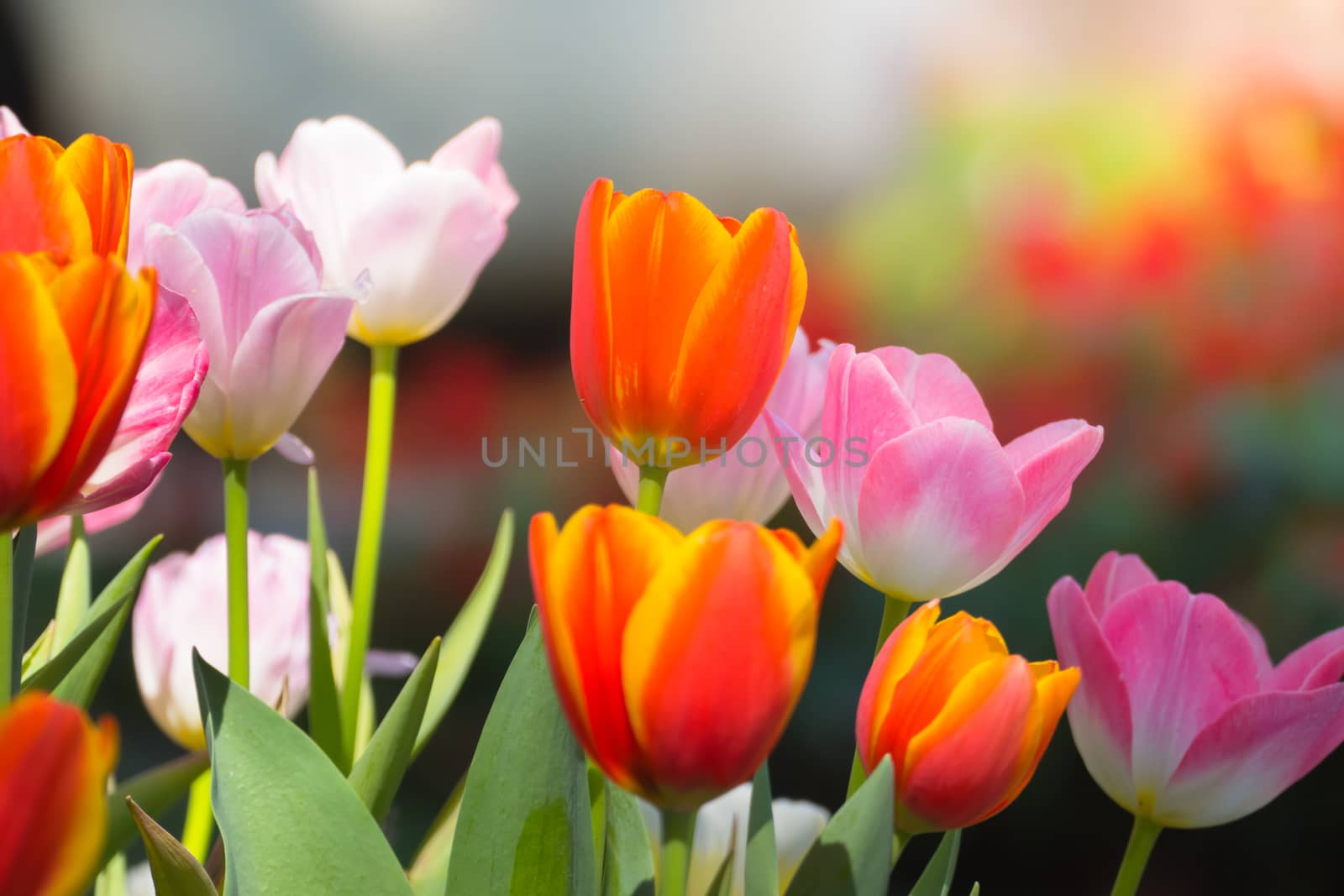 Tulip. Beautiful bouquet of tulips. colorful tulips. by teerawit