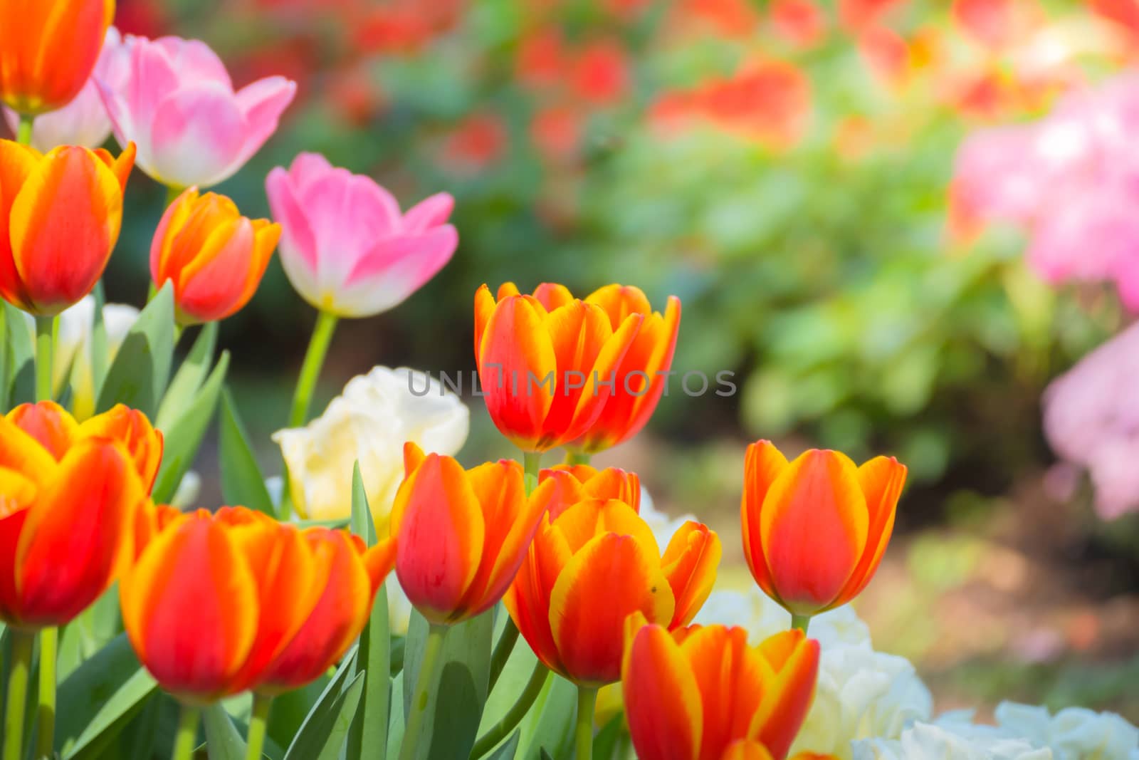 Tulip. Beautiful bouquet of tulips. colorful tulips. by teerawit