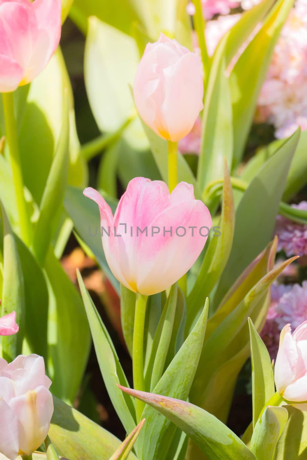 Tulip. Beautiful bouquet of tulips. colorful tulips. by teerawit