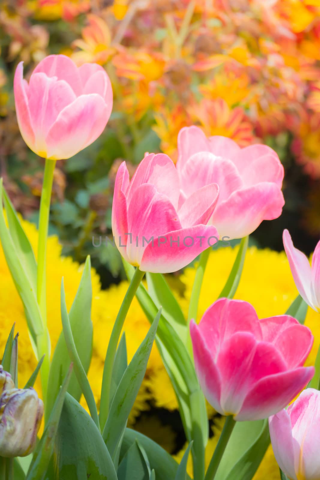 Tulip. Beautiful bouquet of tulips. colorful tulips. by teerawit