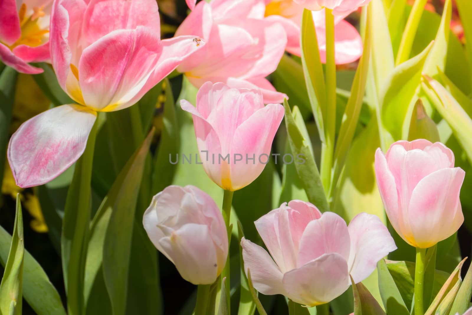 Tulip. Beautiful bouquet of tulips. colorful tulips. by teerawit