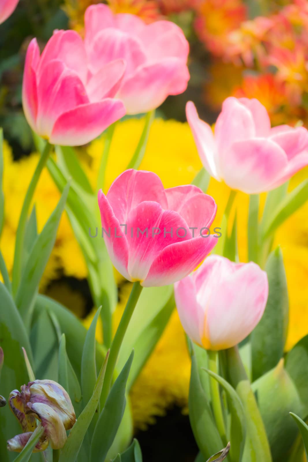 Tulip. Beautiful bouquet of tulips. colorful tulips. by teerawit