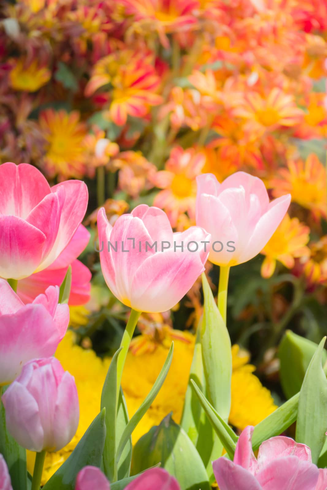 Tulip. Beautiful bouquet of tulips. colorful tulips. by teerawit