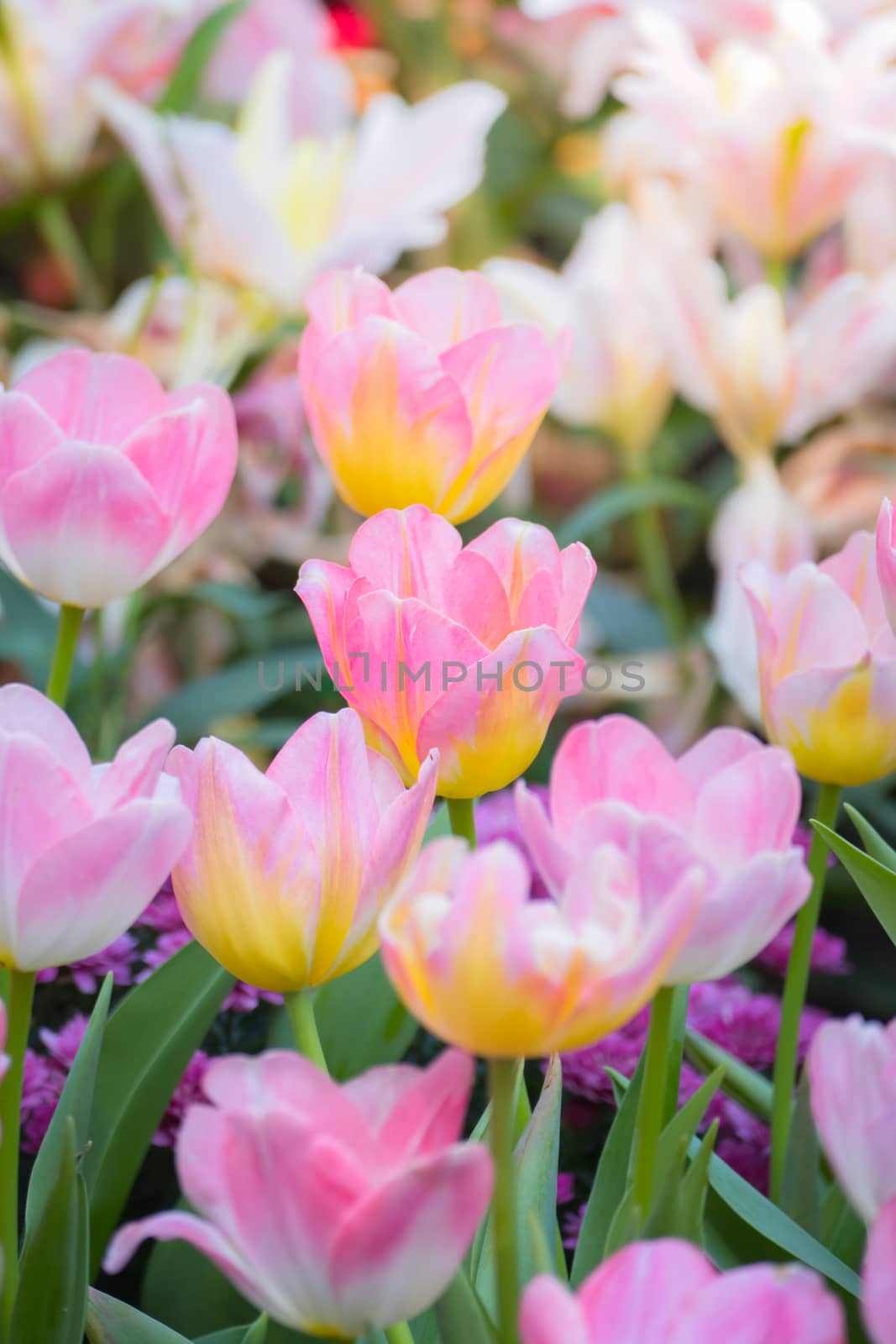 Tulip. Beautiful bouquet of tulips. colorful tulips. by teerawit