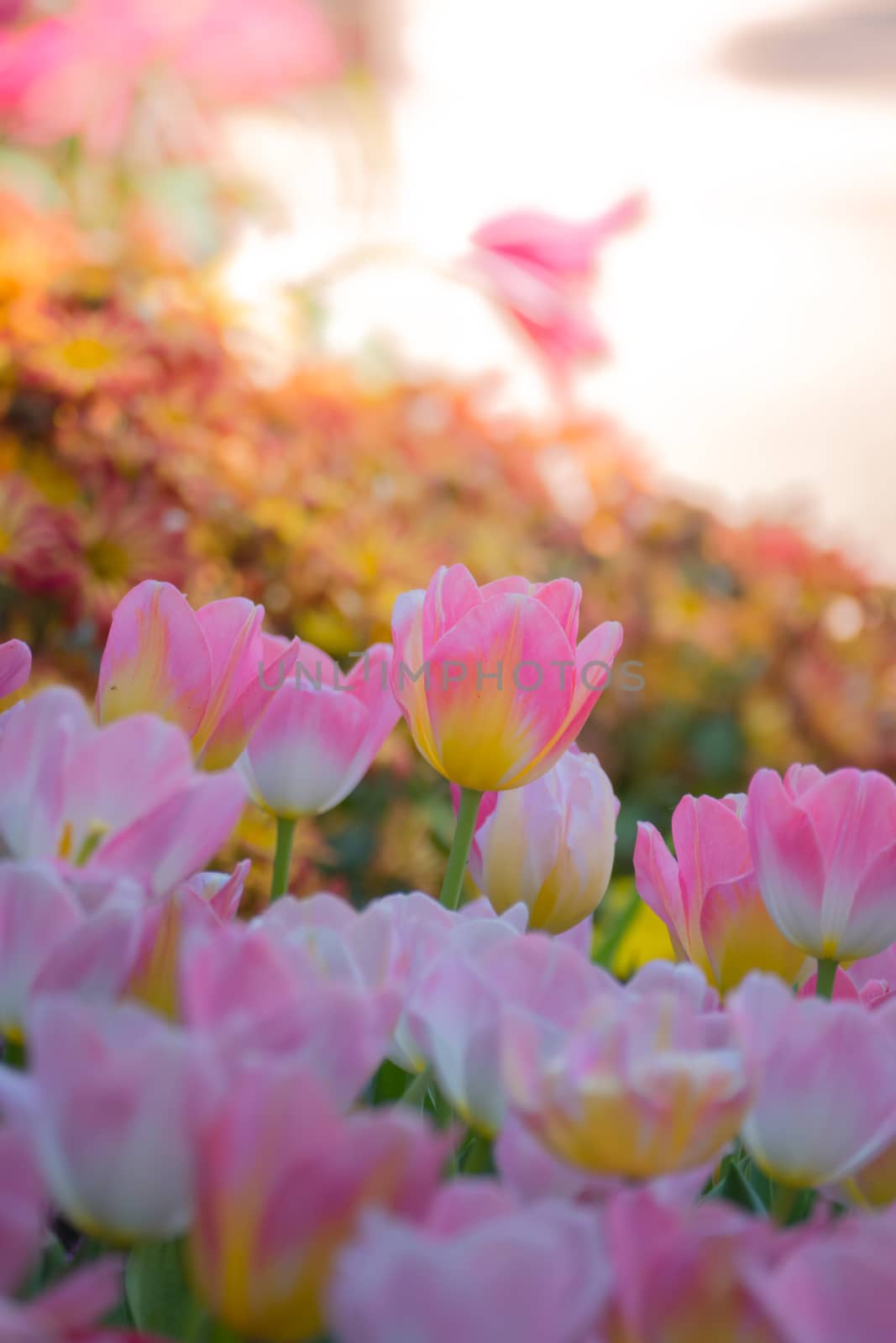 Tulip. Beautiful bouquet of tulips. colorful tulips. by teerawit