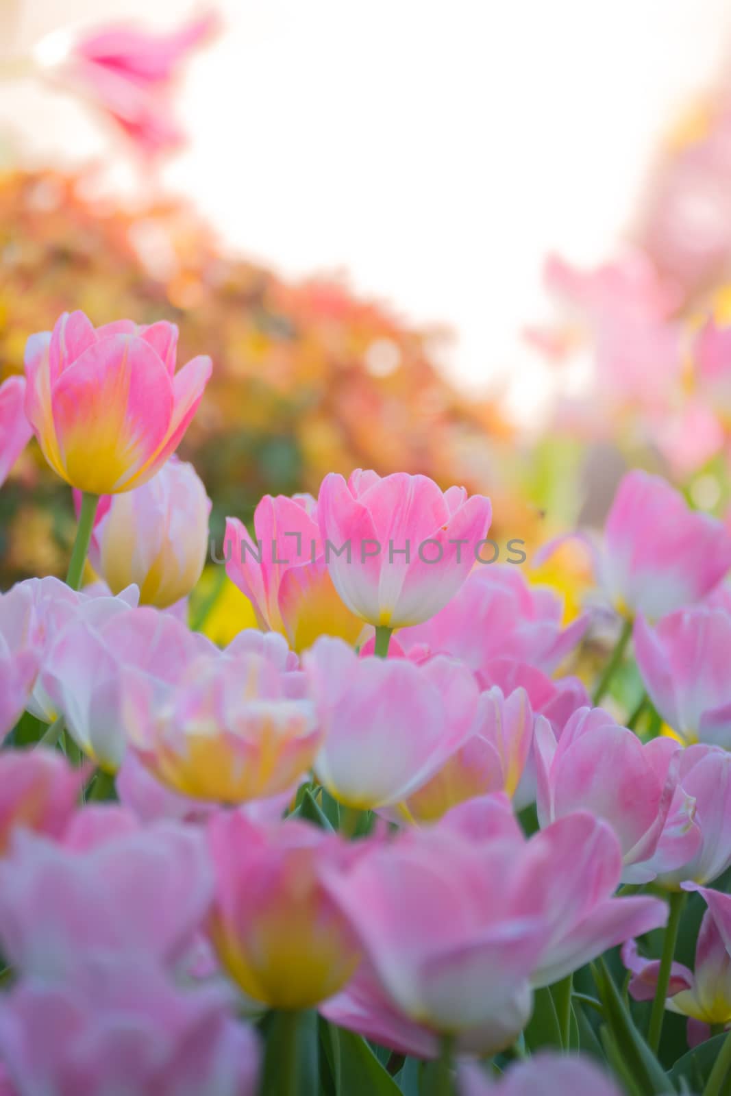 Tulip. Beautiful bouquet of tulips. colorful tulips. by teerawit