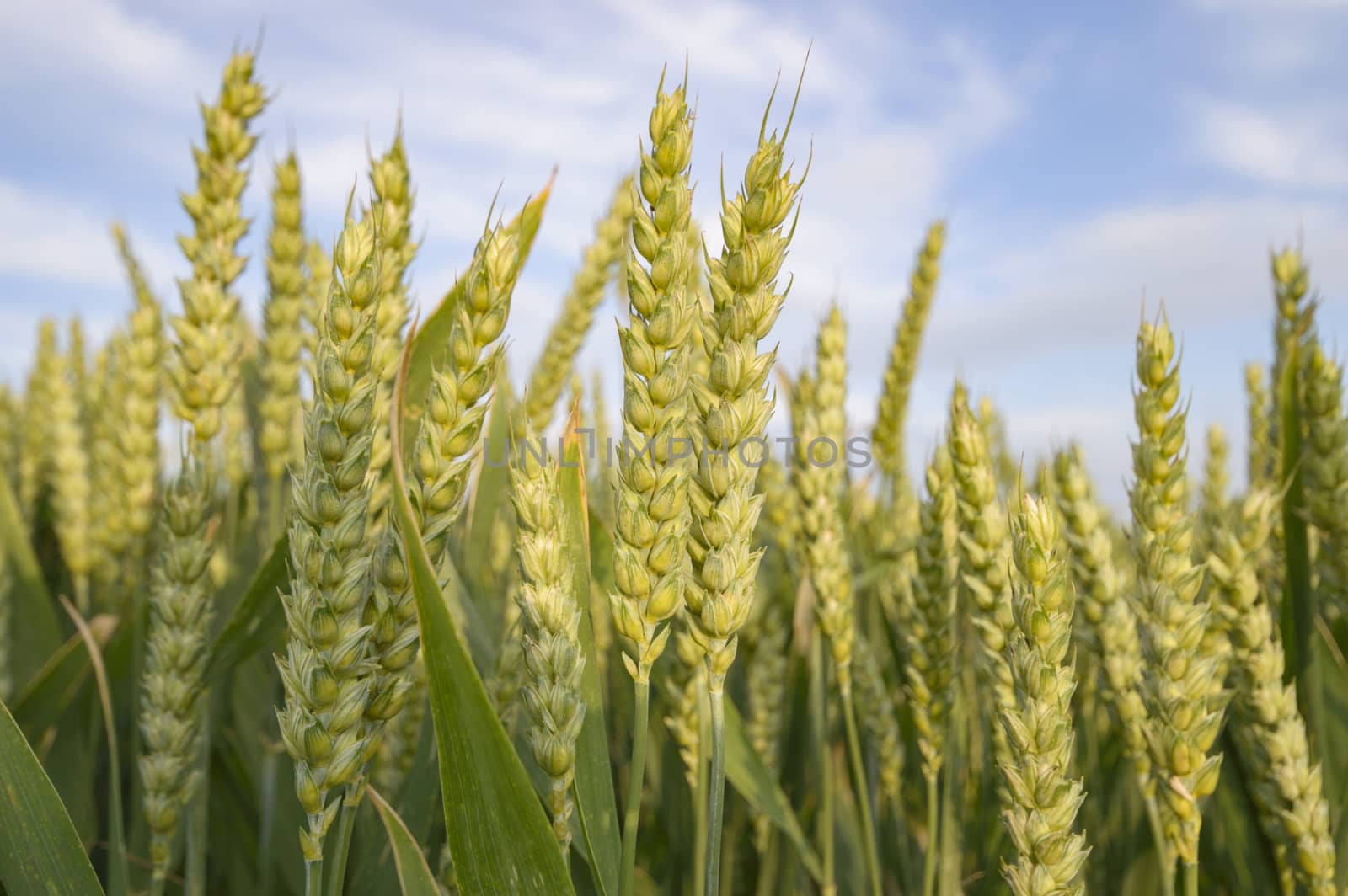 agricultural field, nature and agriculture farming series