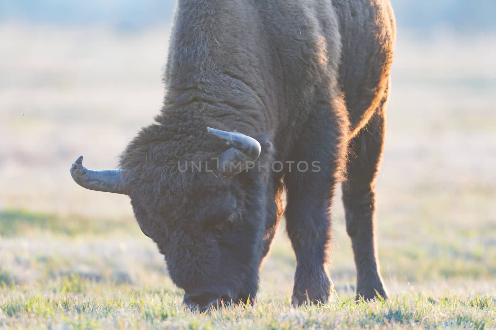 european bison in the wild, nature series 