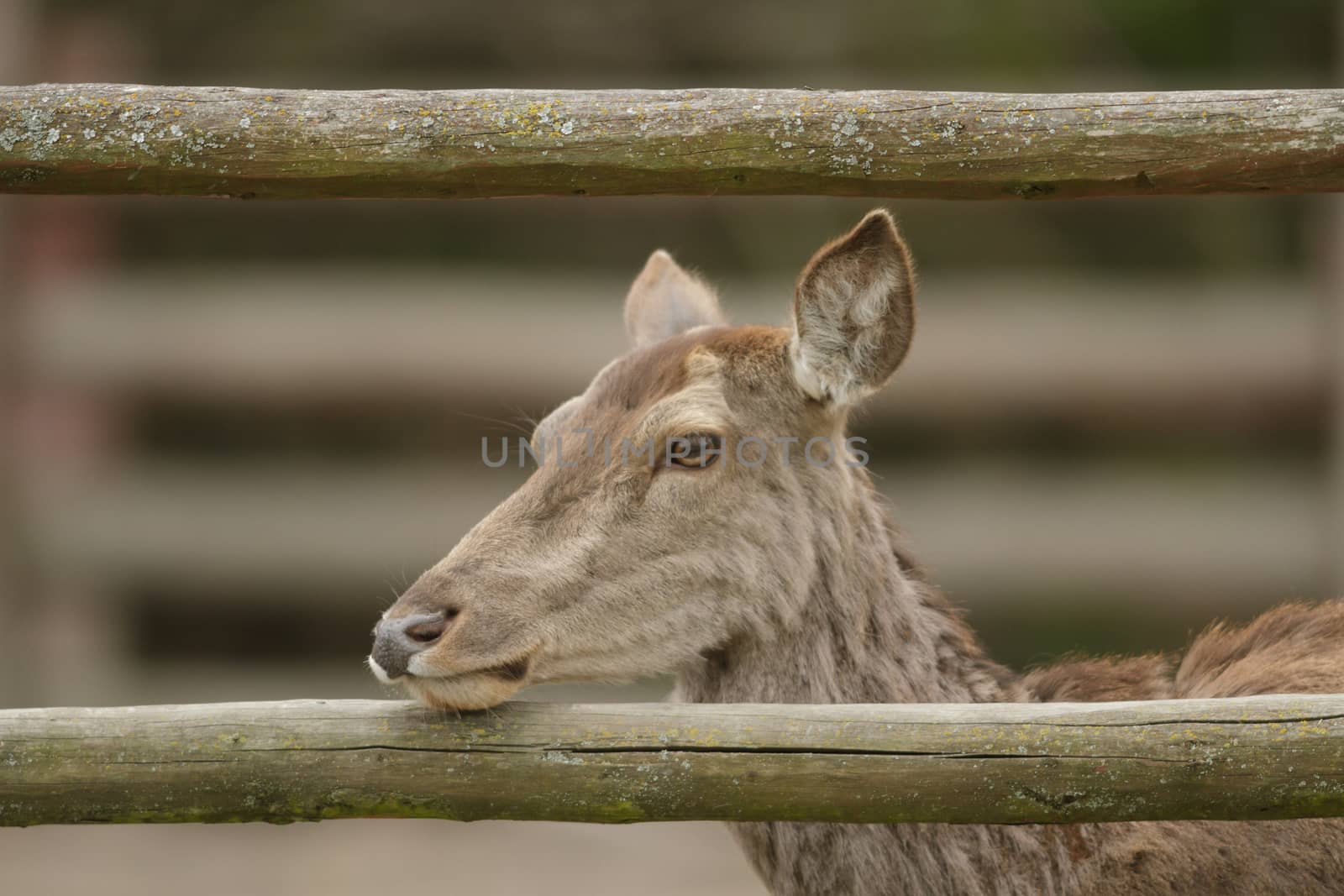 deer in captive, deer in a cage, nature series
