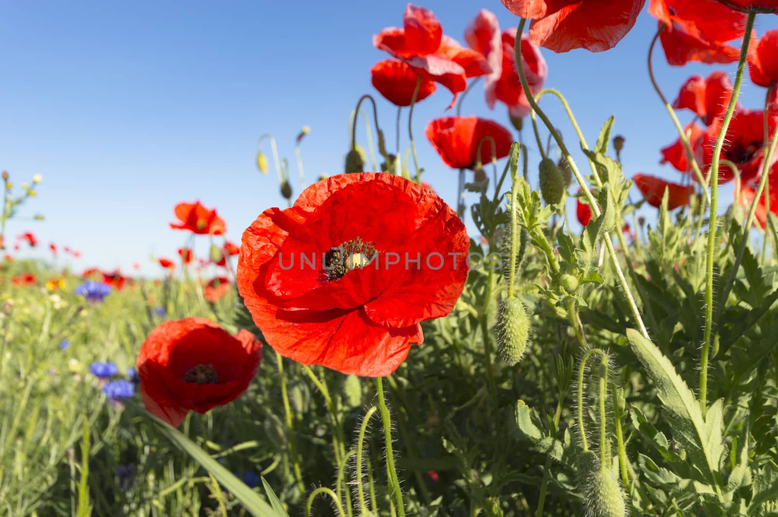 flowers as a colorful background, macro photo, nature series