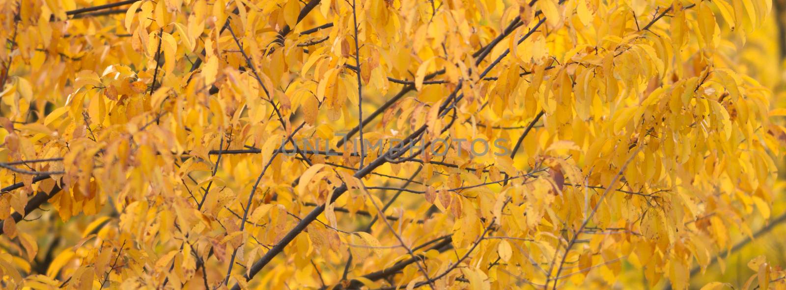 natural background with colored leaves, nature series