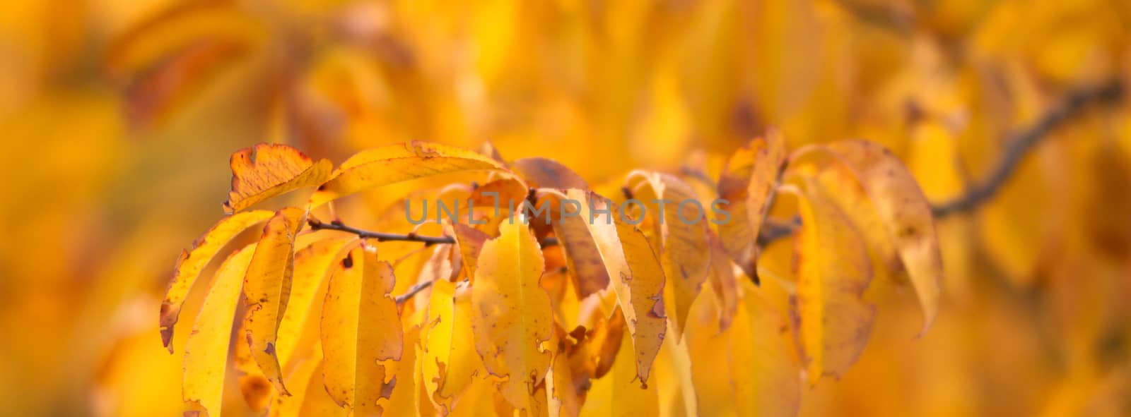 leafs by TSpider