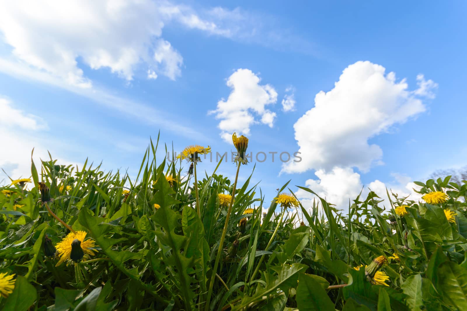 natural green colorful rural meadow, nature series