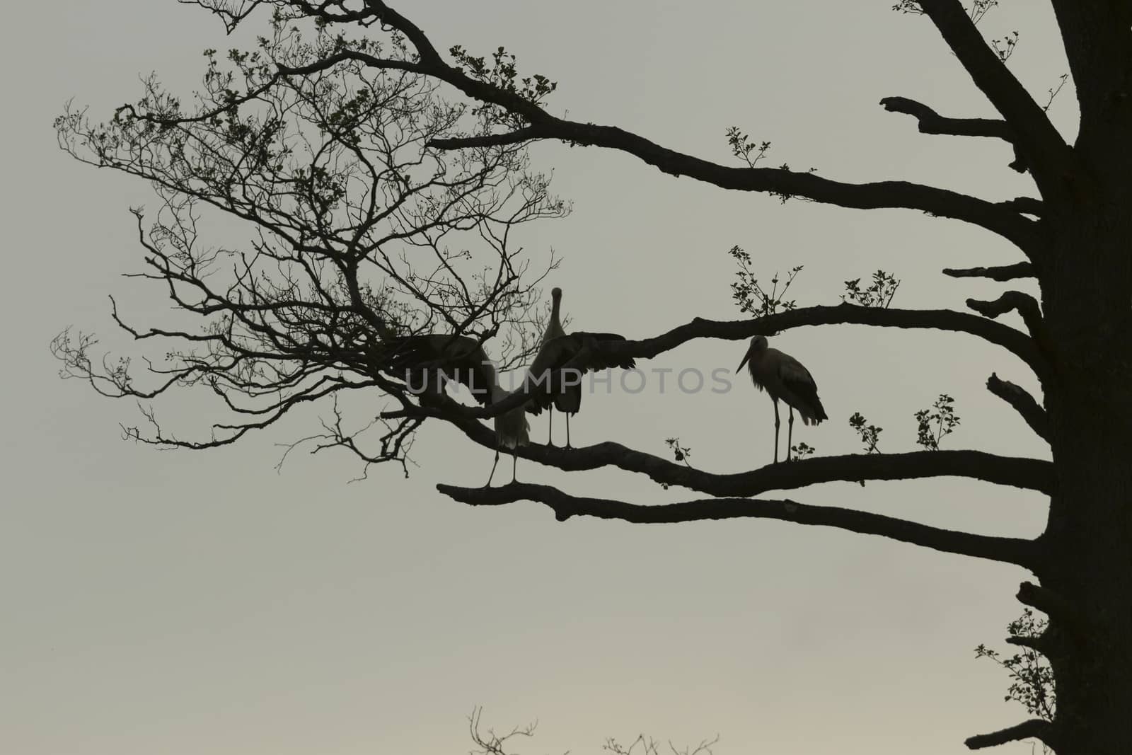 storks on green grass in sunny day, nature series