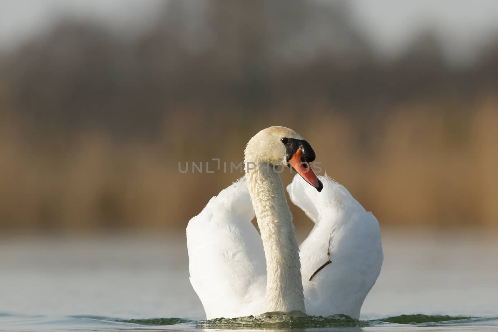 swan on blue lake in sunny day, swans on pond, nature series