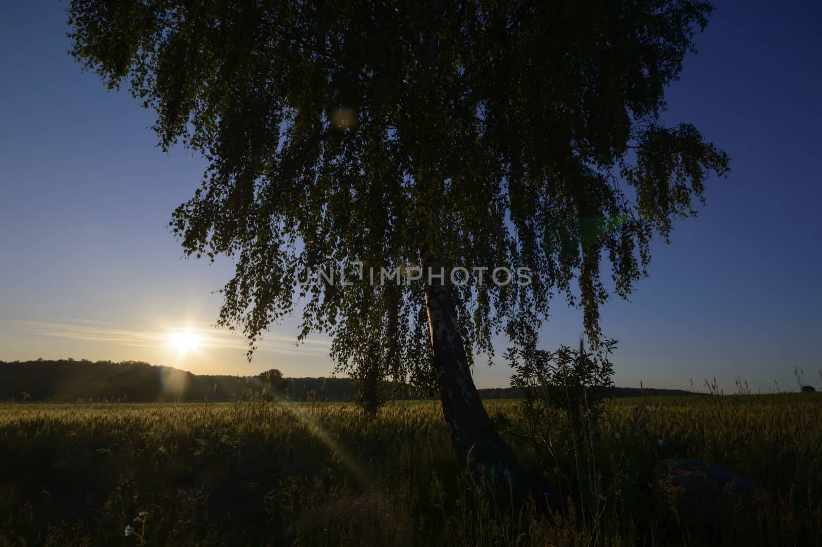 old big tree on color background with blue sky, nature series