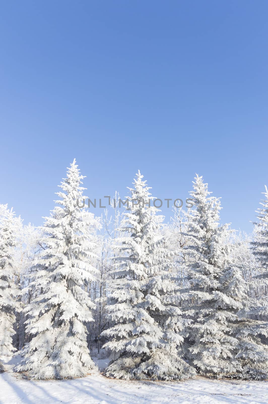 frozen tree on winter field and blue sky, winter tree