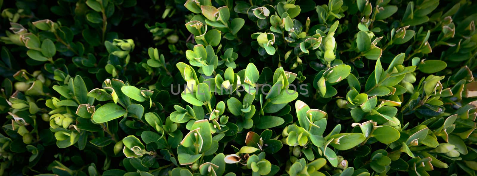 plants for natural background, nature series