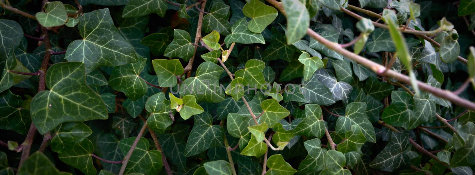 plants for natural background, nature series