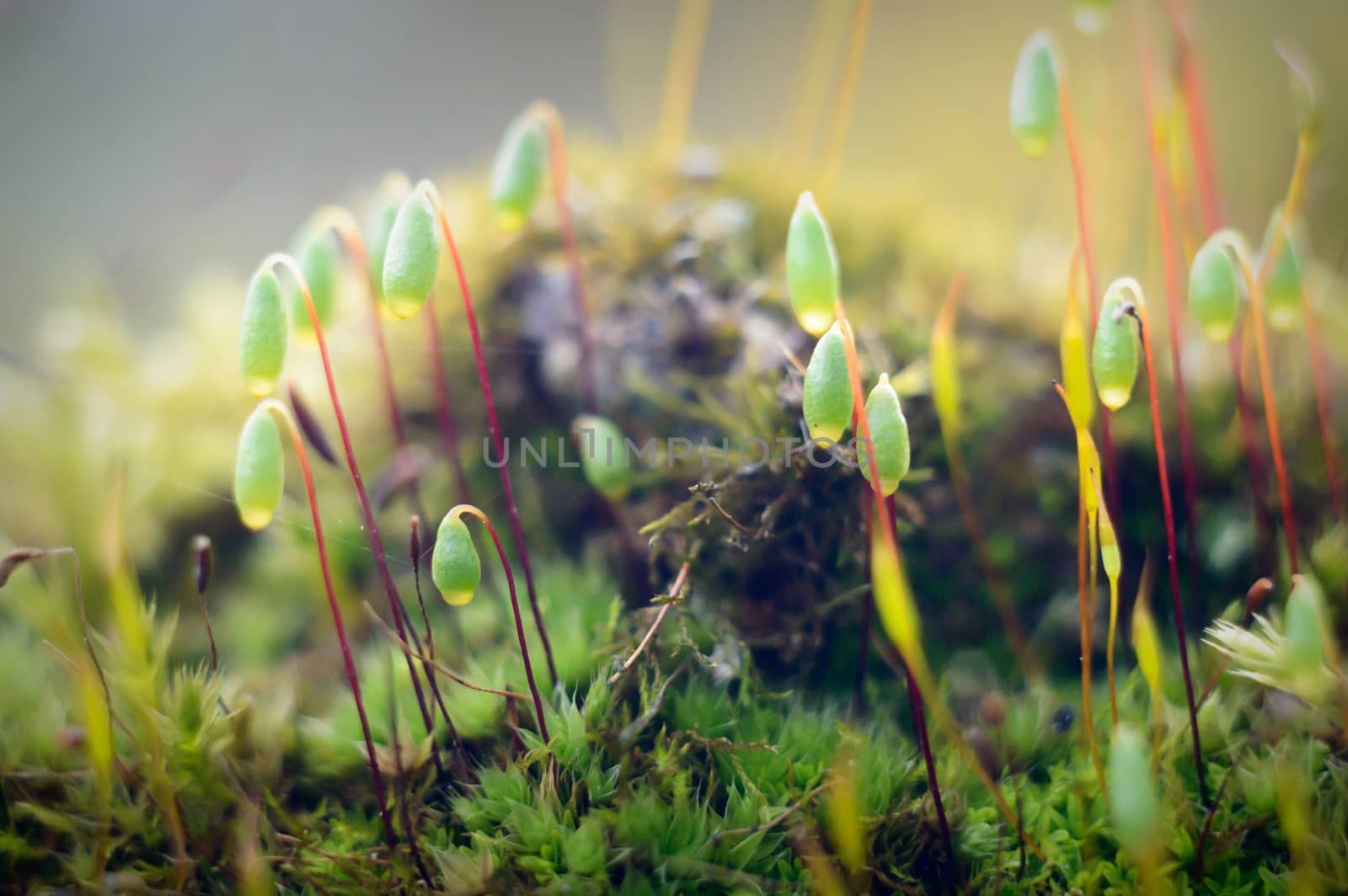 plants for natural background, nature series