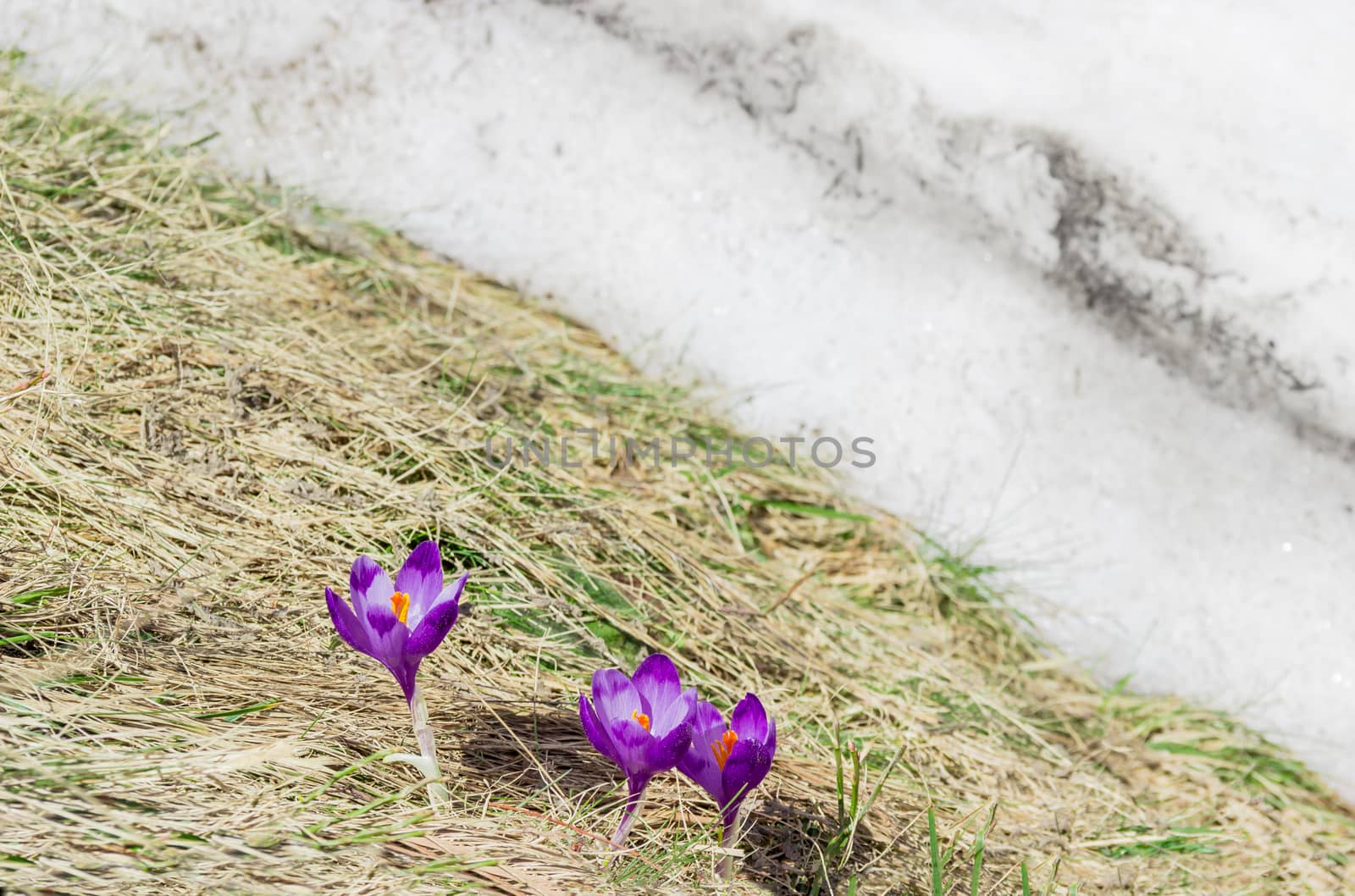 Crocus vernus against the backdrop of dry grass and snow by anmbph