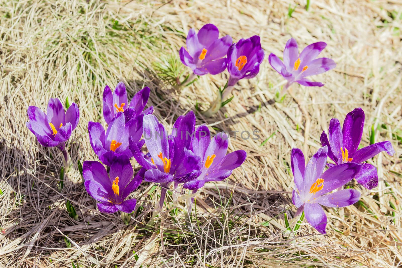 Several crocus vernus against the backdrop of dry grass by anmbph