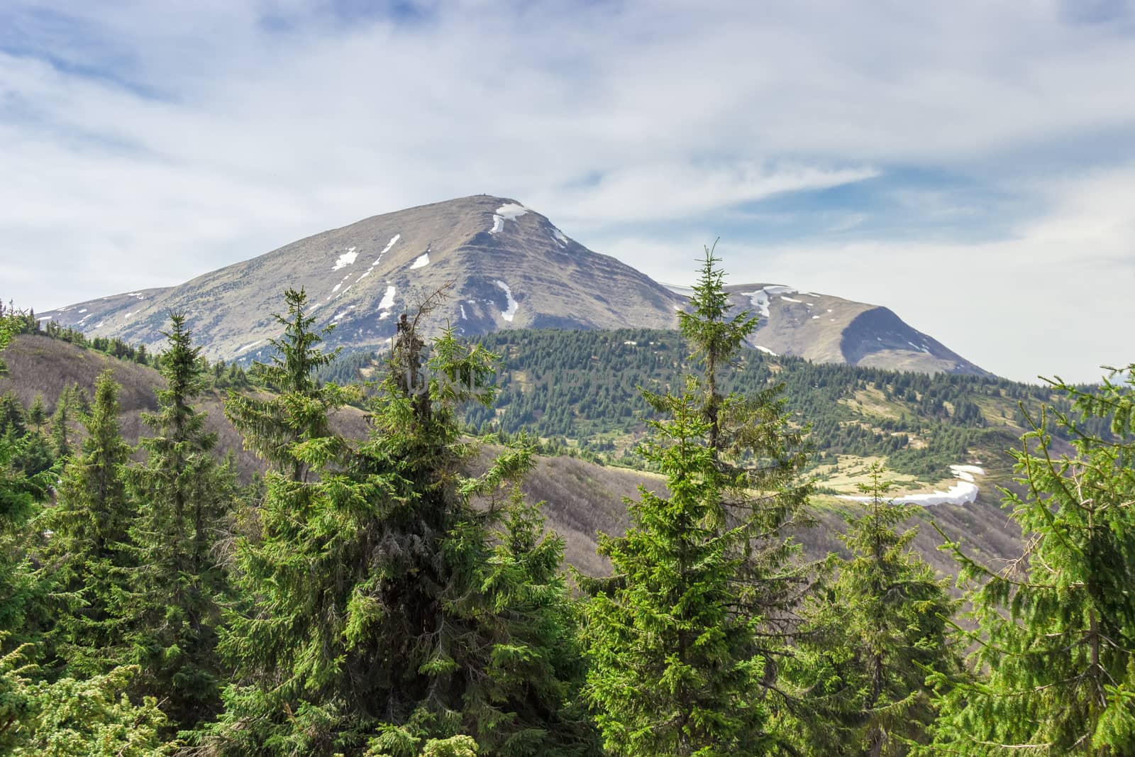 Mountain peak in the Carpathian Mountains with a spruce forest in the foreground spring
