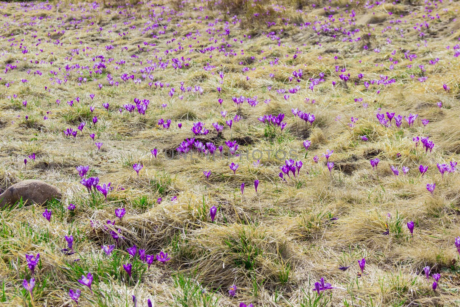 Mountain slope with flowering crocuses vernus among the withered and young grass spring in the Carpathians
