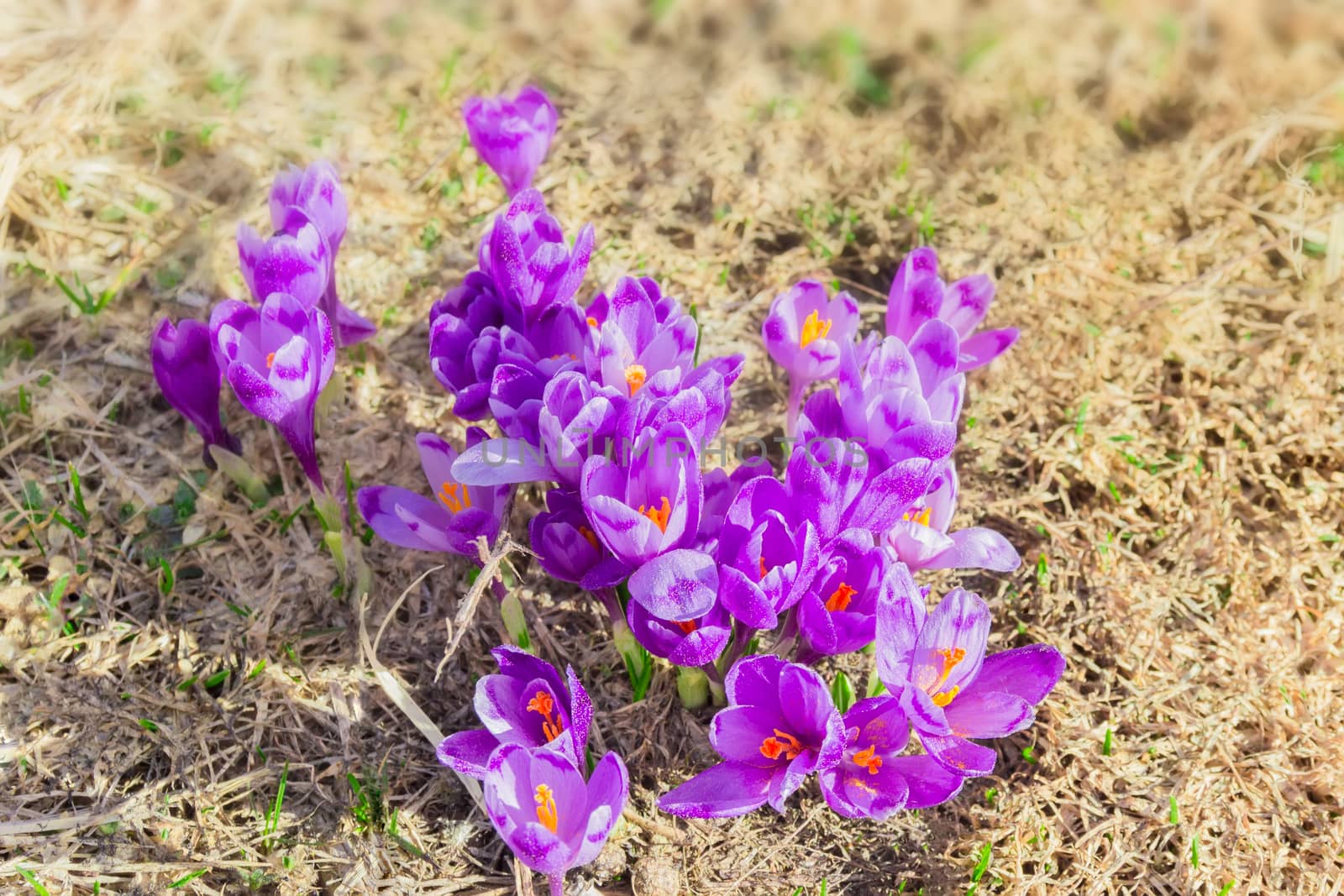 Several purple flowers of crocus vernus with petals covered with pollen against the backdrop of withered grass
