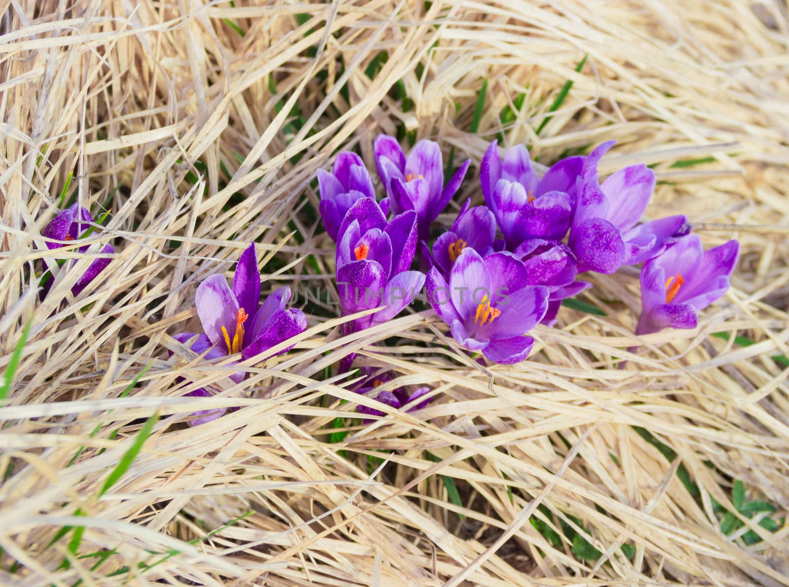 Several purple flowers of crocus vernus, sprouting through the dry grass
