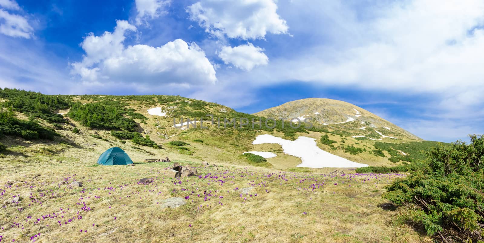 Tent among crocuses on background of mountain range and sky by anmbph