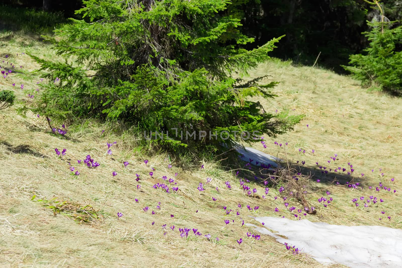 Meadow with crocuses vernus on a hillside in the woods by anmbph