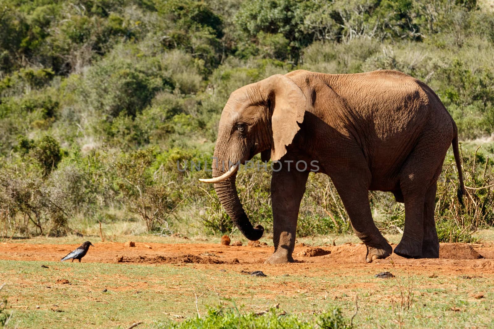 Bush Elephant staring at the bird by markdescande