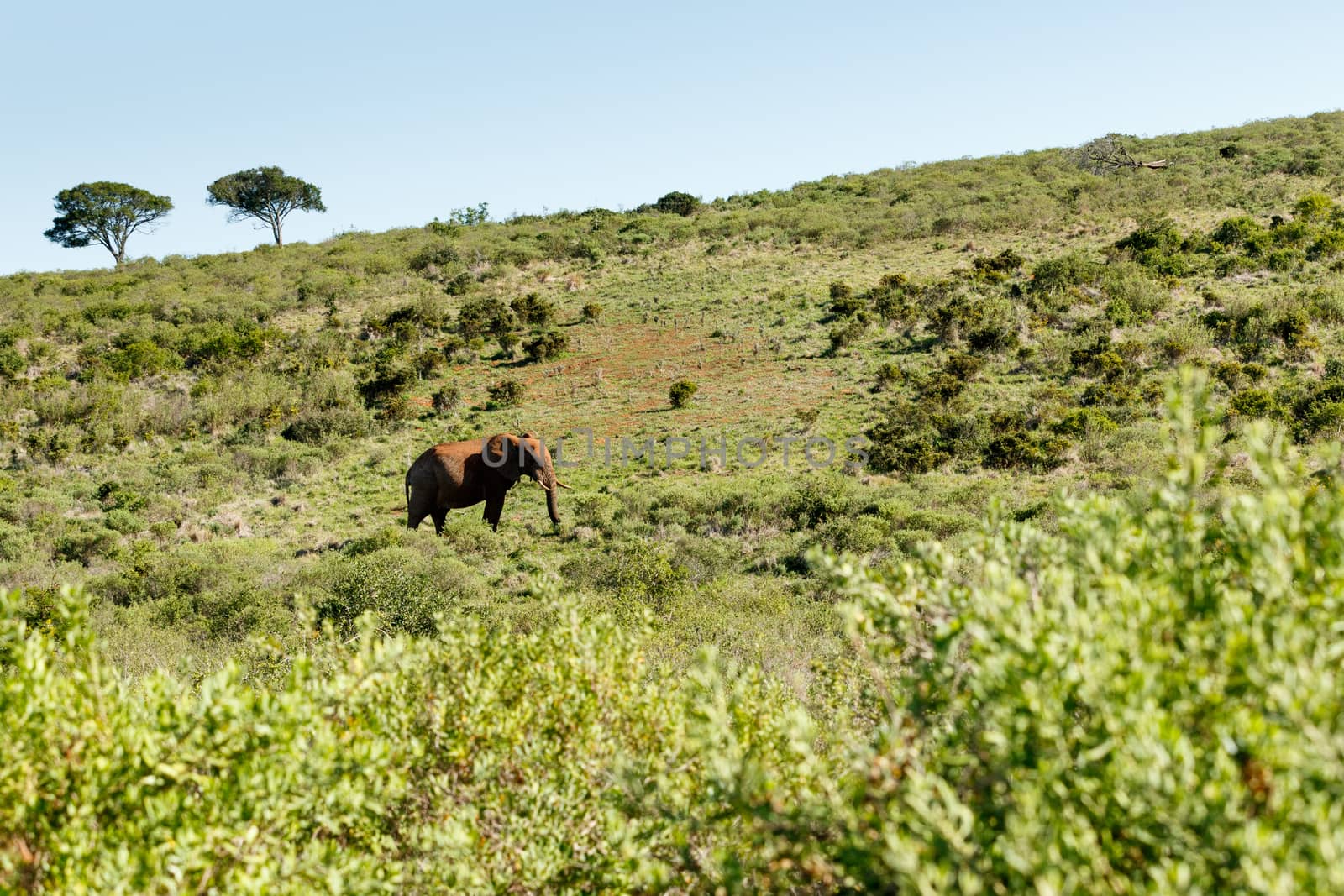 Bush Elephant walking uphill in the big field.
