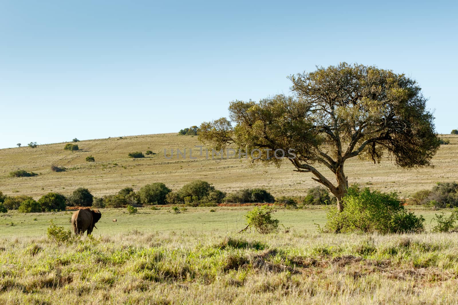 Bush Elephant watching the warthog by markdescande