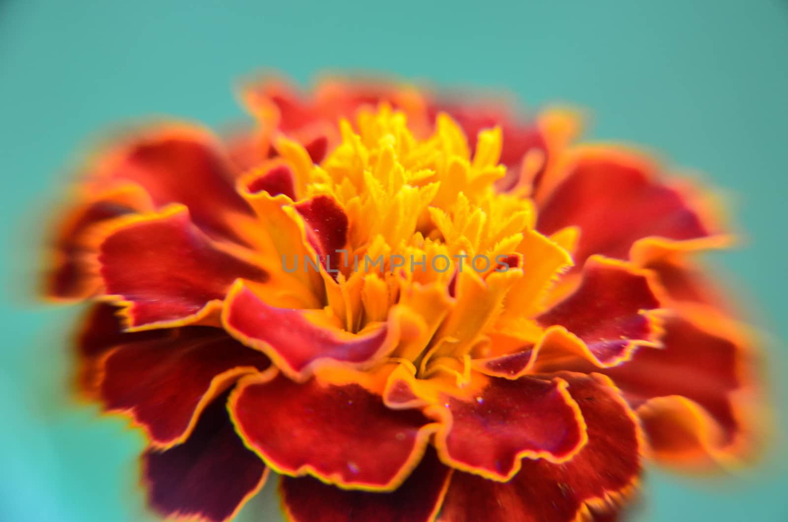 Closeup of red yellow edge Maidenhair flower. Marigold Chrysanthemum.