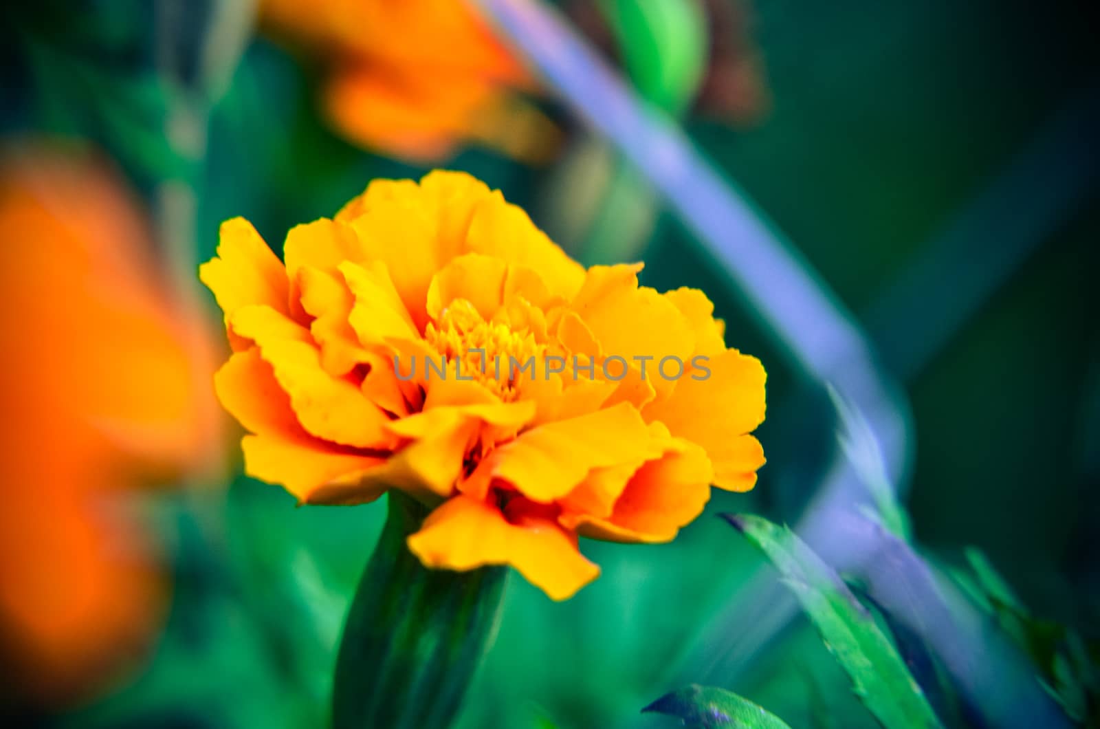 Macro of orange marigold flower in big close up.
