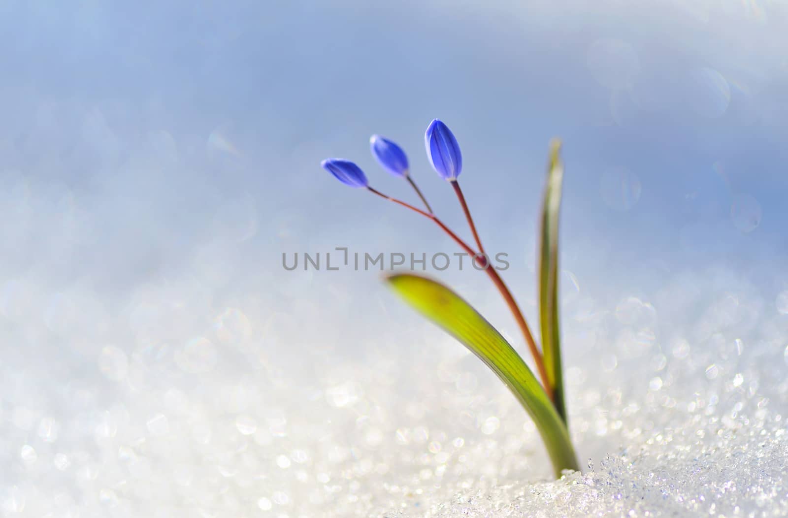 Blue snowdrop, Scilla bifolia in snow