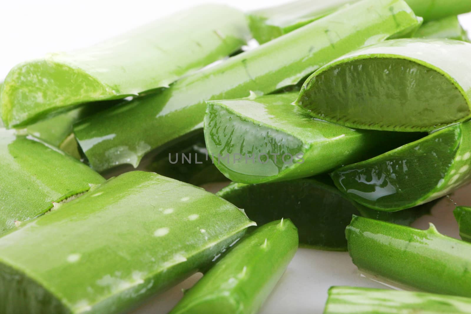 aloe vera plant.